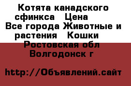 Котята канадского сфинкса › Цена ­ 15 - Все города Животные и растения » Кошки   . Ростовская обл.,Волгодонск г.